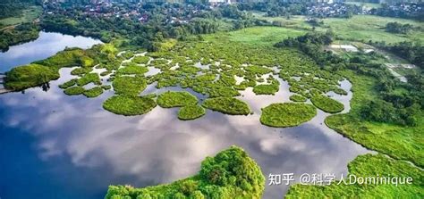 能量流失|了解食物链：生态系统中的能量流动